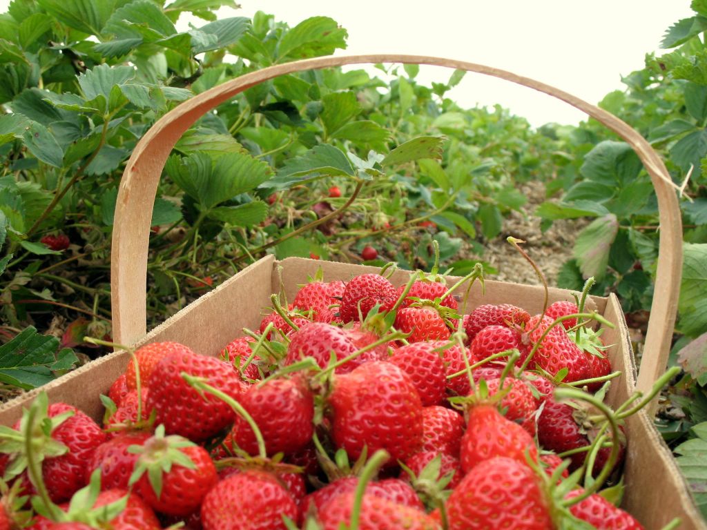 picking-strawberries.jpg