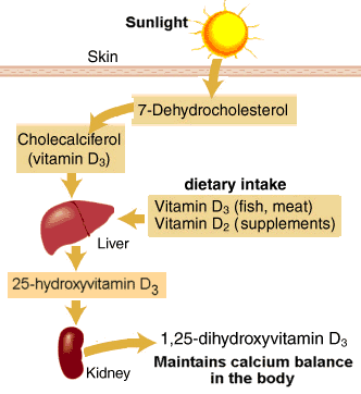 vitamin-d-metabolism