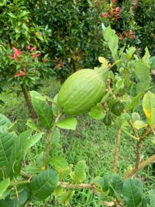 Sebul Farm Exploring Organic Agriculture ATI 10th Bloggers Event philippine lemon