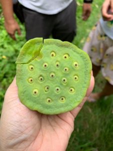 Felicidad Orchard & Garden Organics