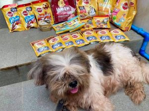 Pedigree Products on Shopee